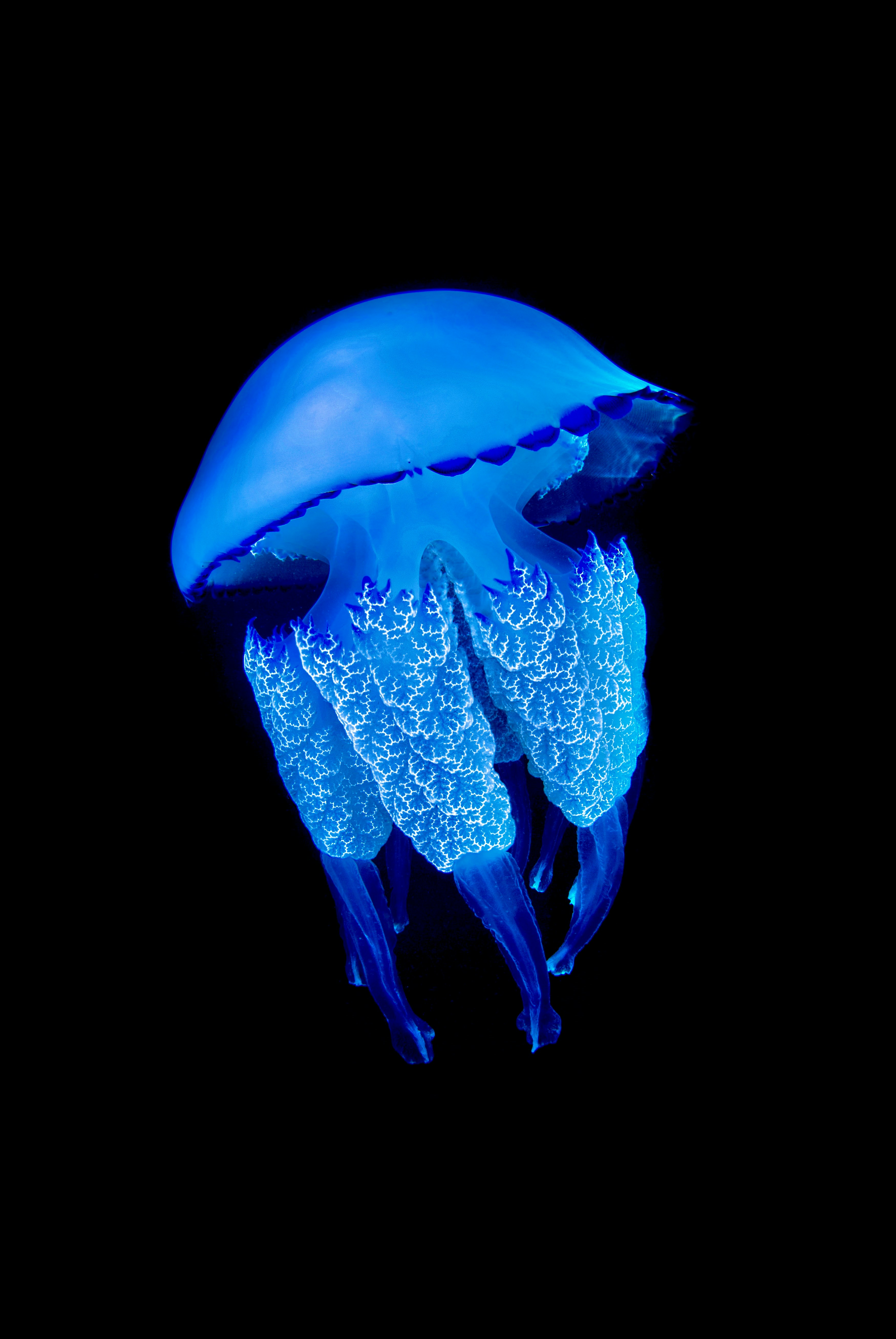 Jellyfish